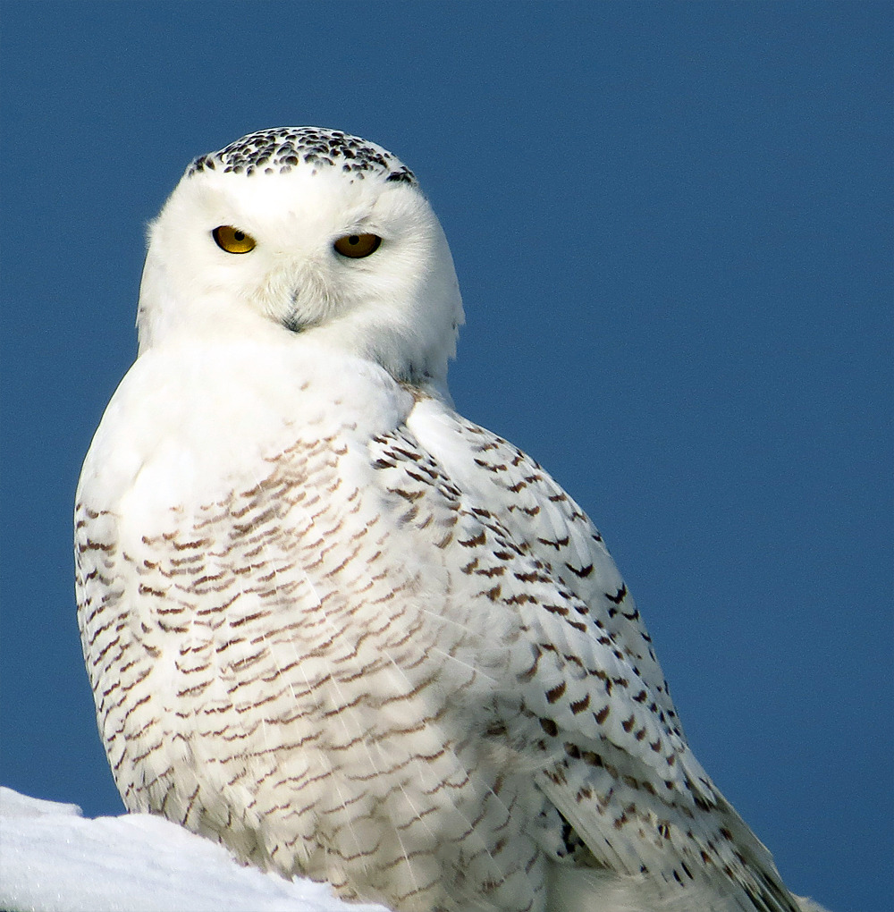 5MinutesOutDoors, Found Four Snow Owls on Maine Coast Trip The...