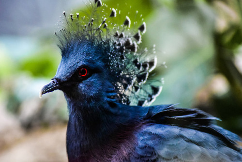 todaysbird:Today’s bird is the majestic Crowned...