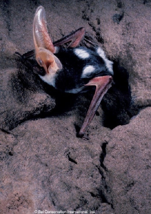 ainawgsd:Spotted BatsThe spotted bat (Euderma maculatum) can...