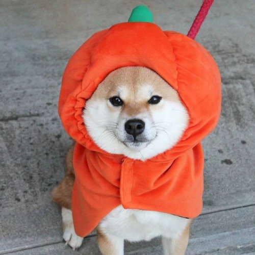 Shiba Inu Costume Tumblr