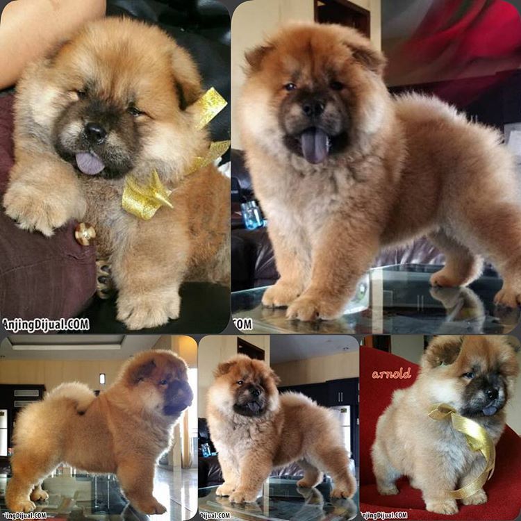 Anjingdijual Di Jual Chow Chow Puppies Jantan Warna Coklat