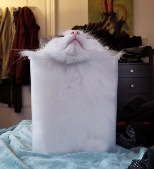 world-of-cats:Another proof that cats are liquid xD