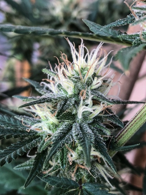 trichomephotography:Papaya bred by Nirvana Seeds