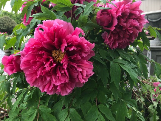 peonies on Tumblr