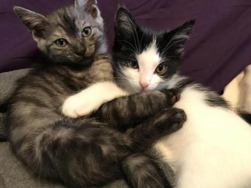 cutekittensarefun:Rescue siblings settling in…