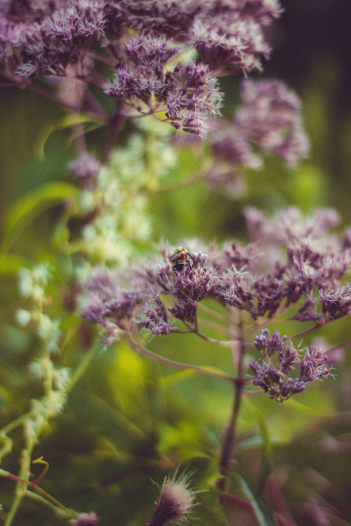 rabbitinthemeadow:A soft and lilting melody, the sweet scent...