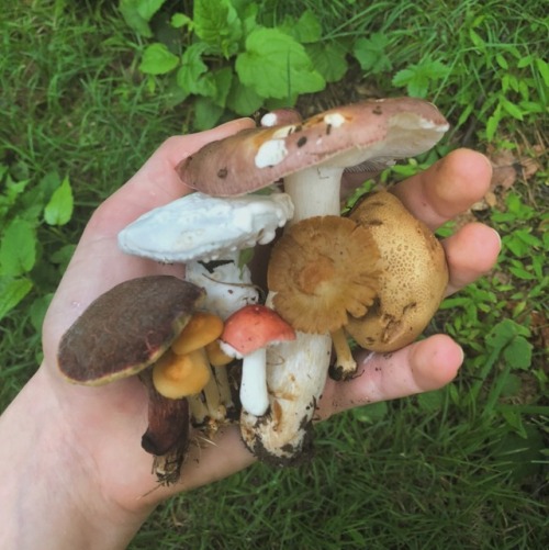 solkysset:does it still count as foraging if I didn’t even have...