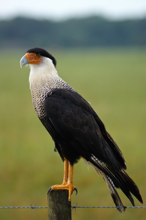 keithcurrypochy:Northern Crested Caracara (Caracara...