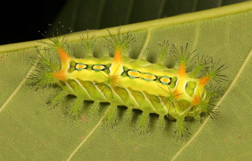 sinobug