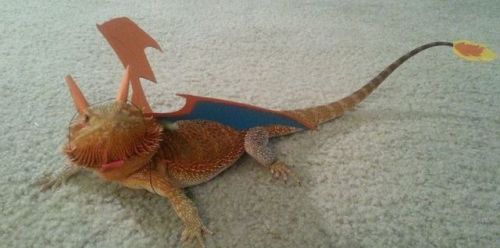 retrogamingblog:Charizard Bearded Dragon Costume made by...