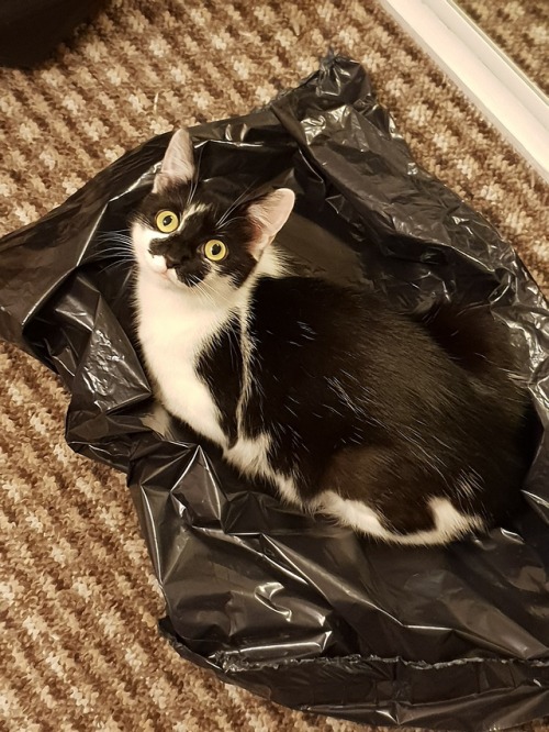 slaw-me:has a cat bed but she chose to sleep on a rubbish bag