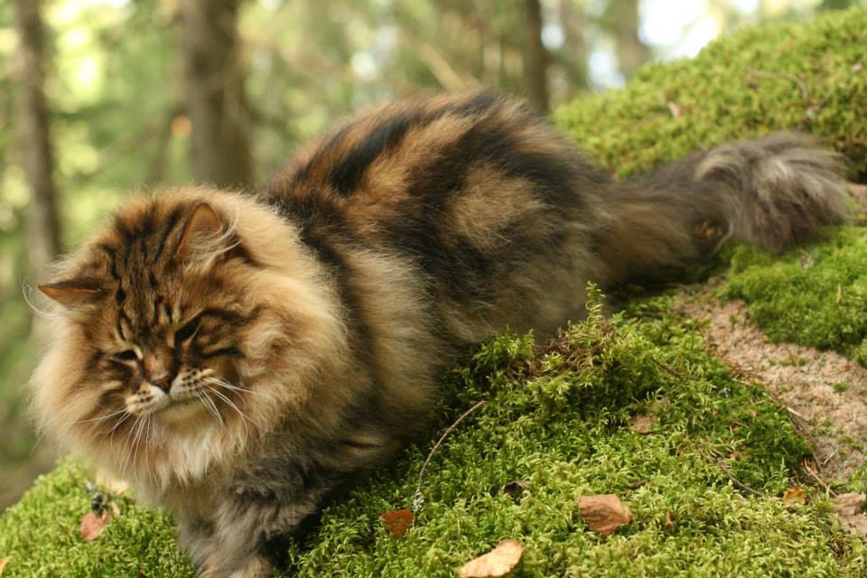 Лесная кошка купить. Порода кошек Норвежская Лесная. Норвежский Лесной кот. Норвежская длинношерстная Лесная кошка. Норвежская Лесная кошка тигровый.