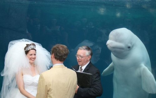 wiselwisel:Boda con beluga requiere chops.