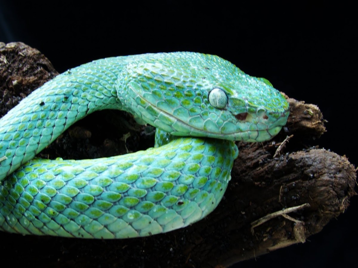 Маленький змей. Bothriechis bicolor. Змея фото. Маленькая блестящая змея. Palm Pit Viper.