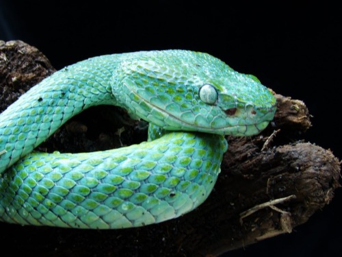 exotic-venom:(Bothriechis bicolor) Guatemalan palm-pit viper...