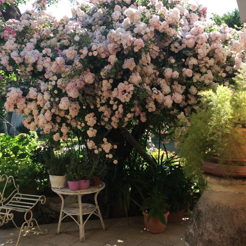 giardino Bella brillante fiori di rosa Rosa malva BIO fiore 100 semi