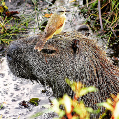 @Animals Sitting on Capybaras