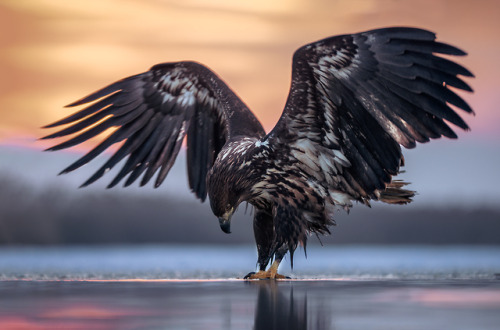 end0skeletal:byGeorg Scharf