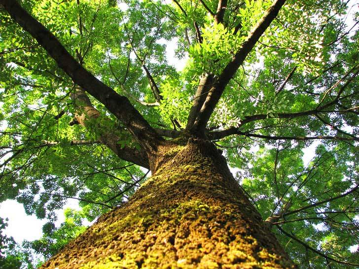 fibonacci sequence in nature tree