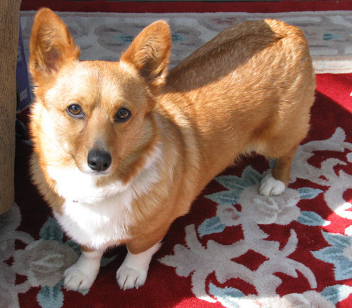 pacificpikachu:My beloved corgi Honey needs help!Her eye...