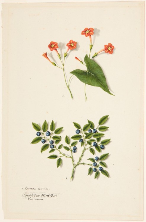 shewhoworshipscarlin:Plant study of a Red Morning Glory and...