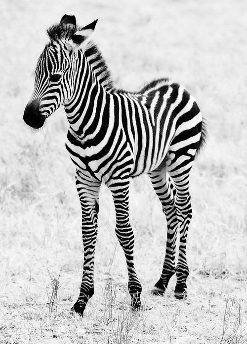 baby zebra