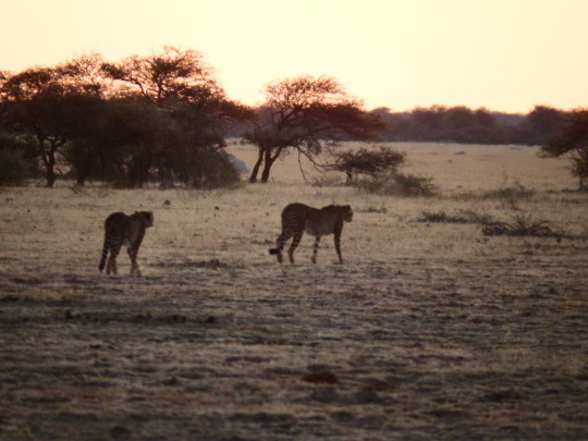 Aventura 4x4 por Botswana y Namibia - Blogs de Africa Sur - Kubu Island-Nxai Pan (14)