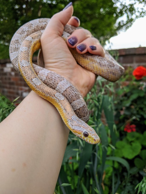 omg-snakes