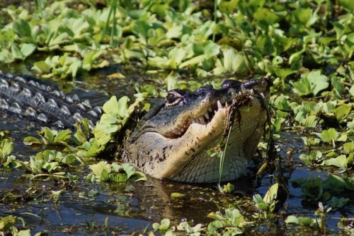 keithcurrypochy:This gator was missing a piece of its face but...