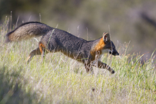 wigwamnegress:ainawgsd:Channel Island FoxThe island fox...