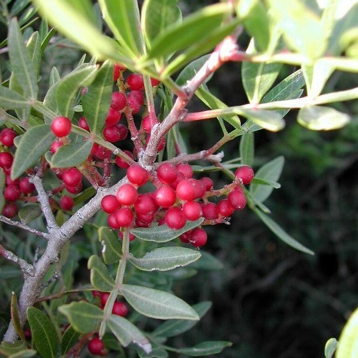 Cucchiaio ilex ilex 25-30cm Ilex Crenata