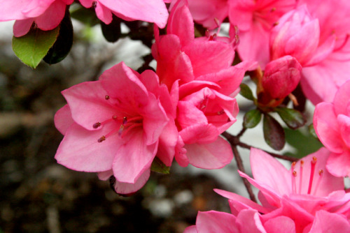 twilightsolo-photography:Azalea Flowers From the...