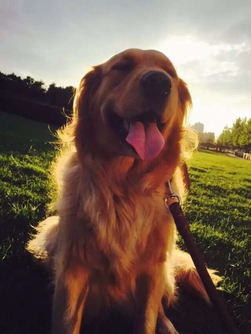 golden-retrievers goldenretrieverlove goldenretrieverclub