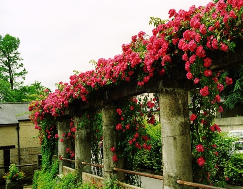 floralls:Normandy, Franceby  Rick Ligthelm