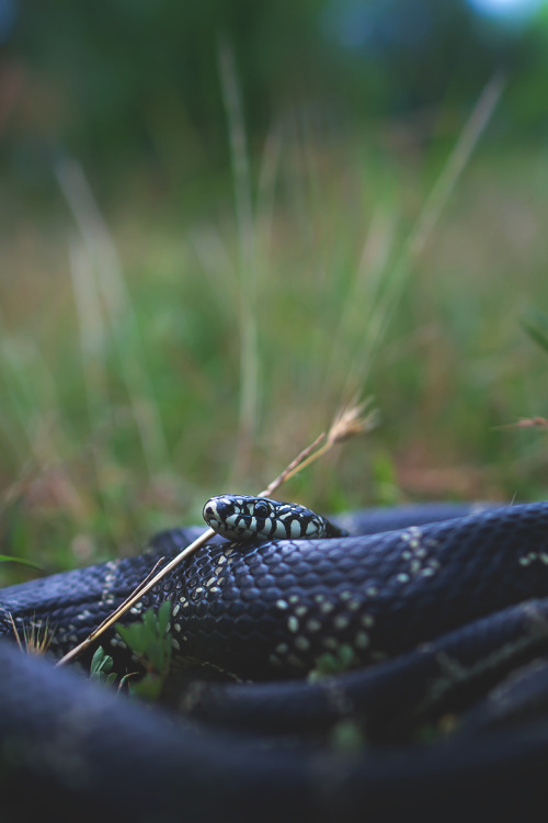 lsleofskye:Eastern Kingsnake