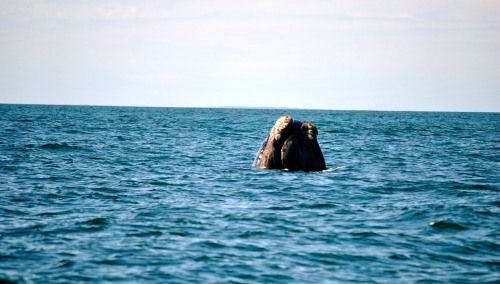 Right whale spyhoping