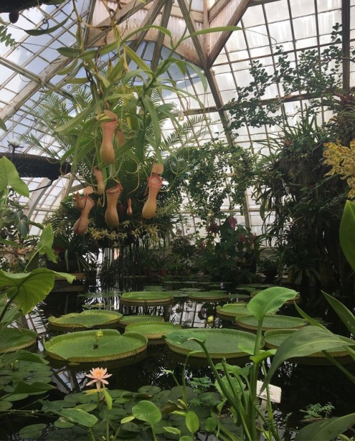 tkkatherineblog:San Francisco Conservatory of Flowers Inst...