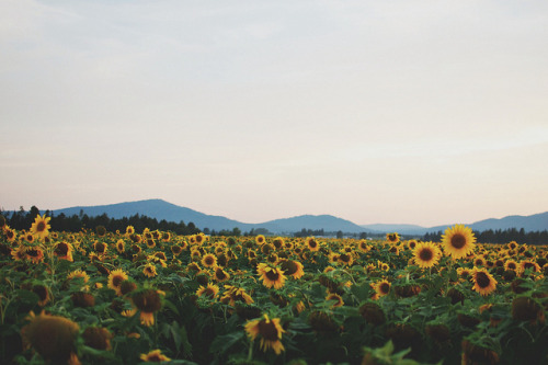 sunflower sunflower field sunflower farm