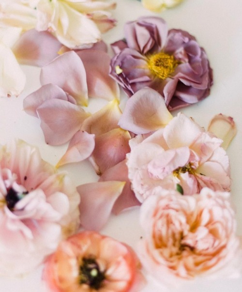 andantegrazioso:Soft flowers | maisonfrancis