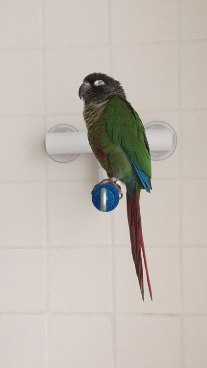 bird shower | Tumblr