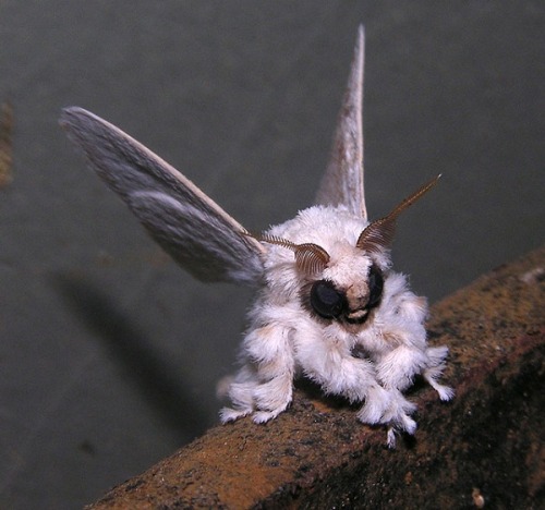 easyvirgin:venezuelan poodle moth