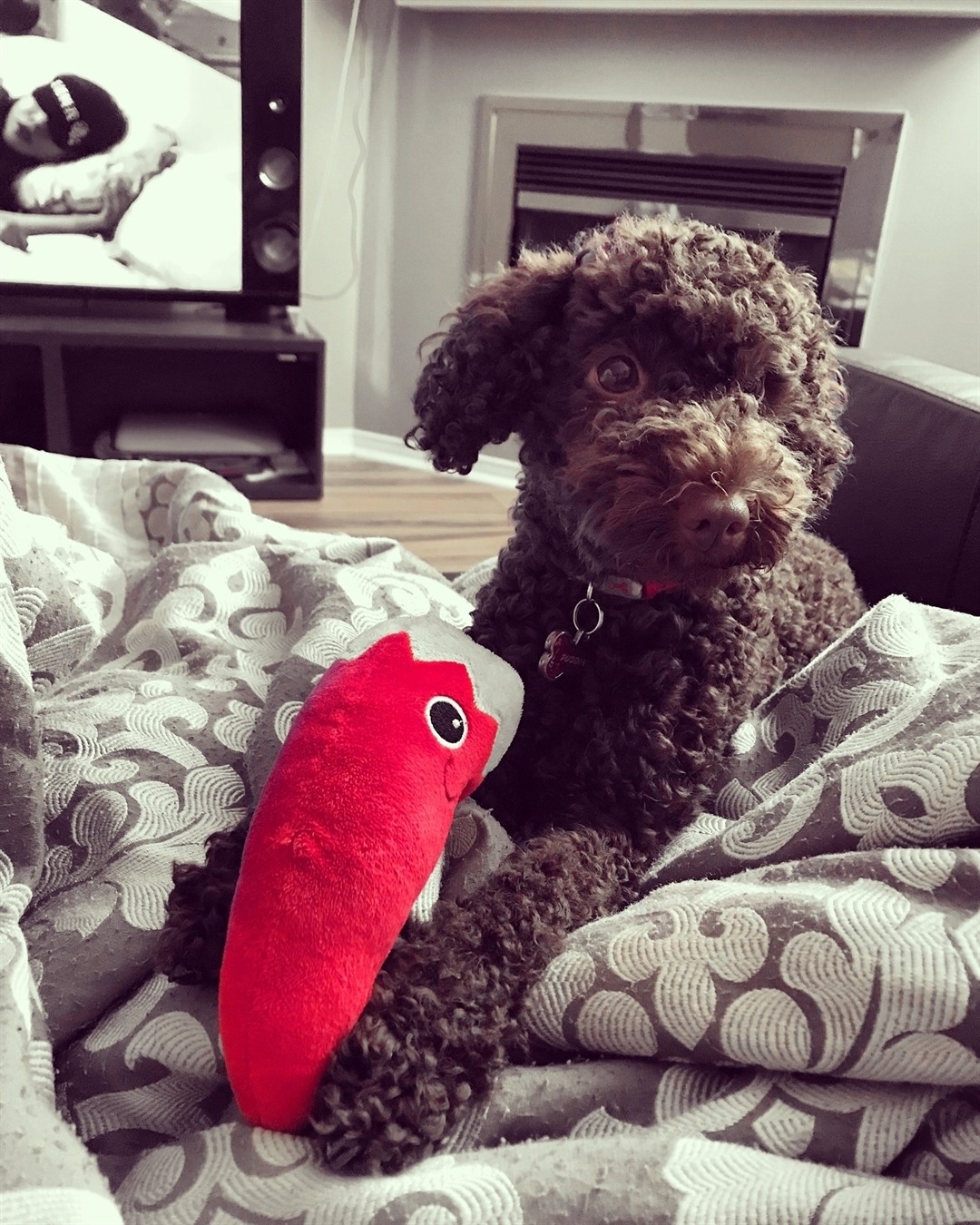 Dogs & Pups — Can I get some poodles!!! My puppy poodle son...