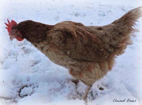 snow chicken pet chicken cute chicken rescued chicken ex batt adorable chicken in snow