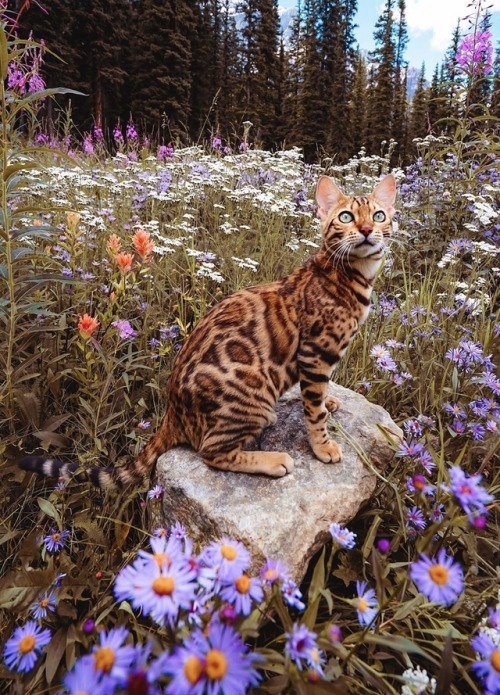 maureen2musings:Little wildflowersukiicat