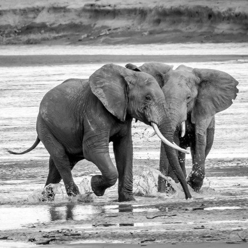 zoo-packys:Here we see two packys from somewhere in Kenya, in...