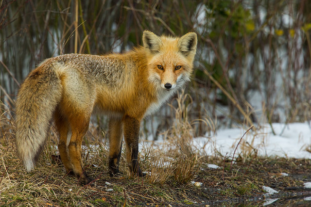 the quick brown fox