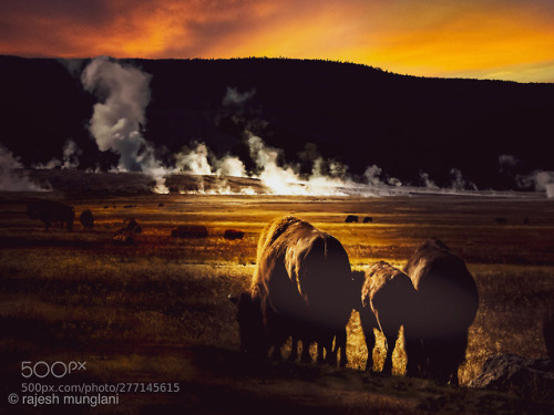 Bison grazing on the thermal plains of Yellowstone by...