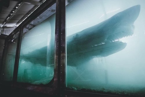 hopestmartin:
“sixpenceee:
“A decaying Great White shark at an abandoned Wildlife park in Melbourne. This shark had been dead a long time and is (now very poorly) preserved in a tank of formaldehyde.
”
Discovered when some urban spelunkers went...