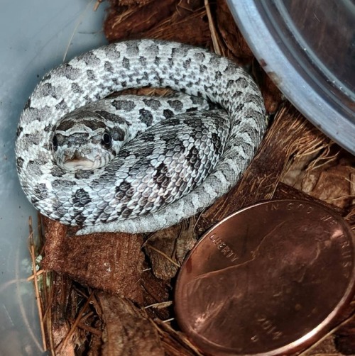 Penny hog#westernhognose #hognose #hognosesnake #reptiles...