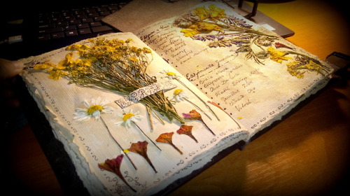 hanael-workshop:Do you remember my first  herbarium?  I made...